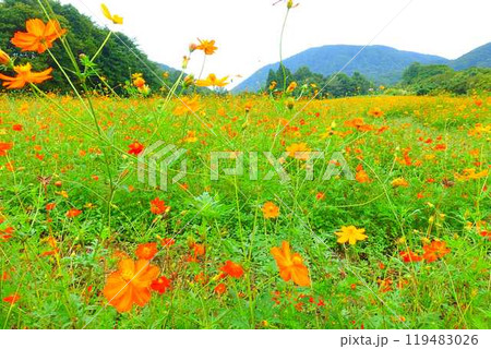 満開のコスモス 秋桜 コスモスベルグ 面白山高原 満開のコスモス 秋桜 コスモスベルグ 面白山高原 119483026