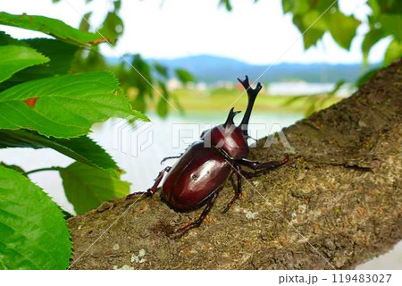 カブトムシ　クワガタムシ　夏休み　子供 119483027