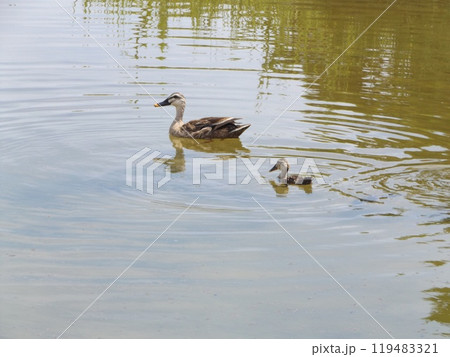 浜ノ池湖で遊泳中のカルガモの親子 浜ノ池湖で遊泳中のカルガモの親子 119483321