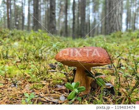 A solitary mushroom grows on the forest floor amidst tall trees in a serene woodland setting during autumn A solitary mushroom grows on the forest floor amidst tall trees in a serene woodland setting during autumn 119483474