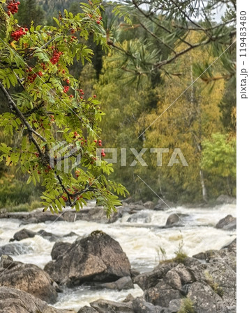 Vibrant autumn foliage and rushing waters at Paanajarvi National Park, Karelia during a serene afternoon Vibrant autumn foliage and rushing waters at Paanajarvi National Park, Karelia during a serene afternoon 119483480