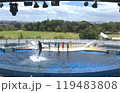 イルカショー2 119483808
