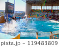 イルカショー1 119483809