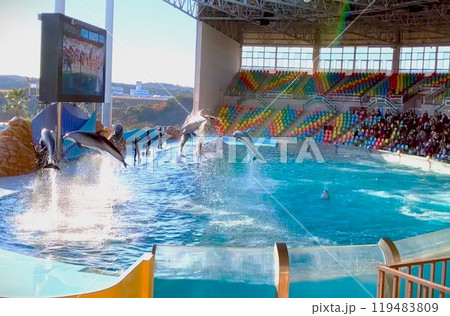 イルカショー1 119483809