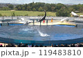 イルカショー3 119483810