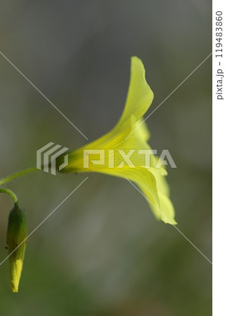 冬に咲く黄色いカタバミの花 冬に咲く黄色いカタバミの花 119483860
