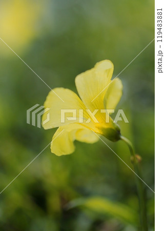 野に咲く黄色いカタバミの花 119483881