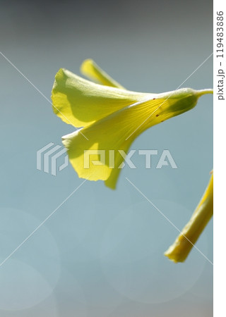 冬の川沿いに咲く黄色いカタバミの花 冬の川沿いに咲く黄色いカタバミの花 119483886