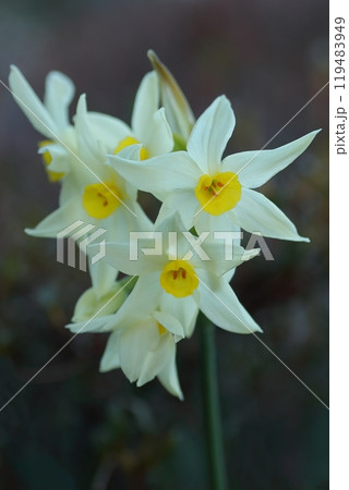 冬の花壇に咲くフサザキスイセンの白い花 119483949