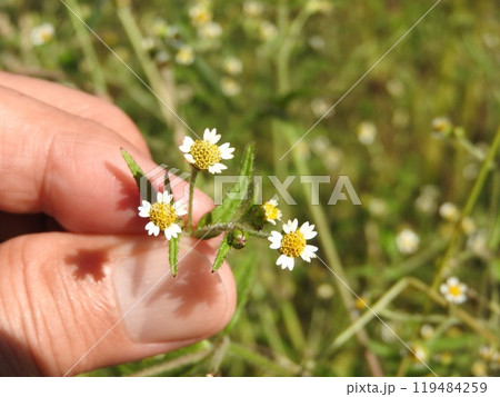 ハキダメギク(掃溜菊)の花 ハキダメギク(掃溜菊)の花 119484259