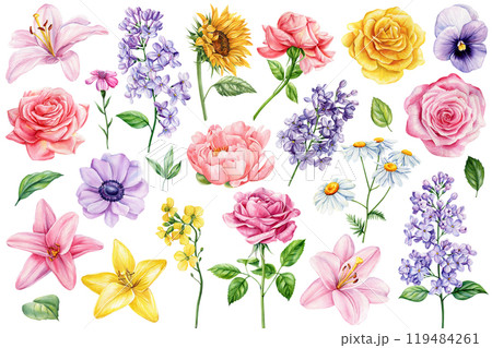 Botanical watercolor flower set, hand-drawn blooms roses, lilacs, daisies, lilies isolated, summer floral design clipart Botanical watercolor flower set, hand-drawn blooms roses, lilacs, daisies, lilies isolated, summer floral design clipart 119484261