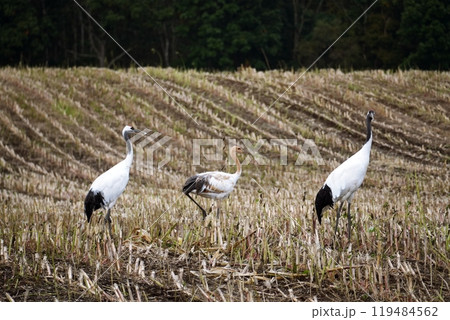秋の北海道 タンチョウの親子 秋の北海道 タンチョウの親子 119484562