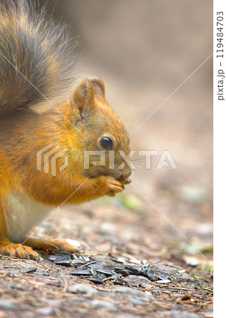 Red Squirrel on the gravel path in the Park 119484703