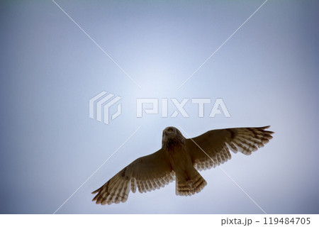 Short-eared owl (marsh owl, Asio flammeus) flies over nest 119484705