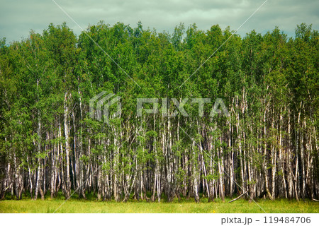 Beautiful landscape summer birchwood Beautiful landscape summer birchwood 119484706