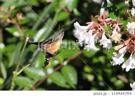 ホウジャク ホウジャク 119484764