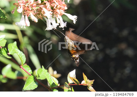 ホウジャク 119484769