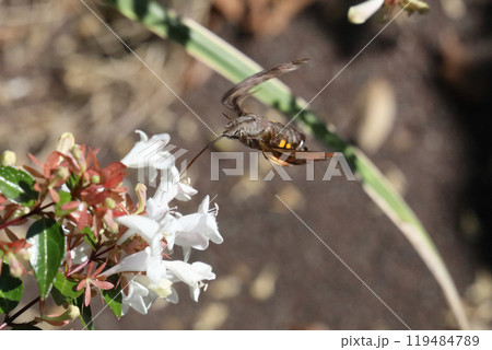 ホウジャク 119484789