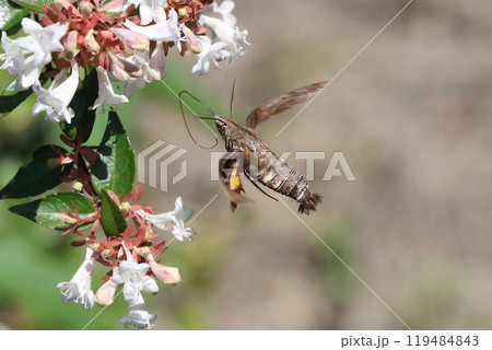 ホウジャク ホウジャク 119484843