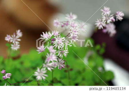 カラマツソウ ピンク ツクシカラマツ 119485134