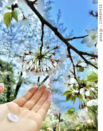 手のひらに乗った桜の花びら 手のひらに乗った桜の花びら 119485418