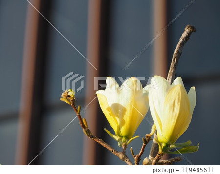 春の花　キモクレン　金寿 119485611