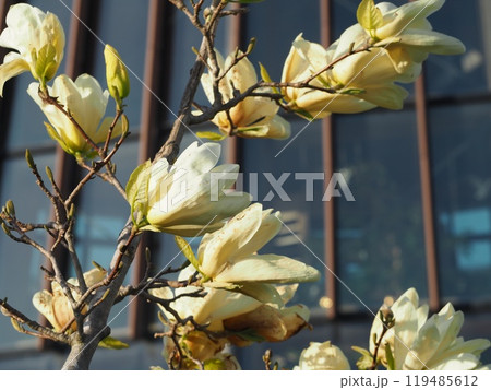 春の花　キモクレン　金寿 119485612