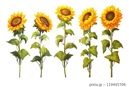 set vector illustration autumn sunflower elements isolated on white background 119485706