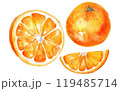 set vector watercolor illustration of ripe orange isolated on white background 119485714
