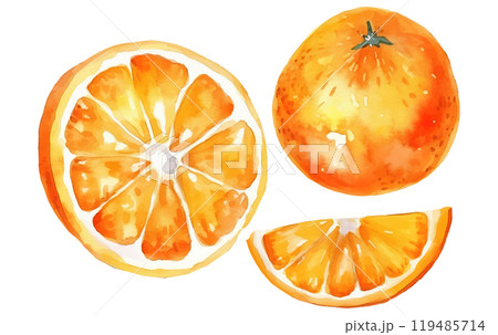 set vector watercolor illustration of ripe orange isolated on white background set vector watercolor illustration of ripe orange isolated on white background 119485714