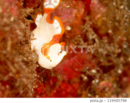 クマドリカエルアンコウYG 119485796