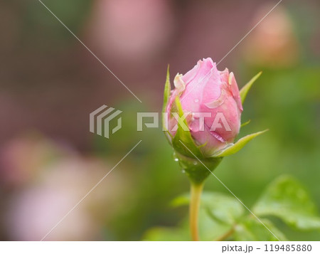 藤色のバラ ルシエルブルー つぼみ 藤色のバラ ルシエルブルー つぼみ 119485880