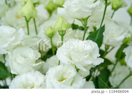 トルコギキョウ 119486004