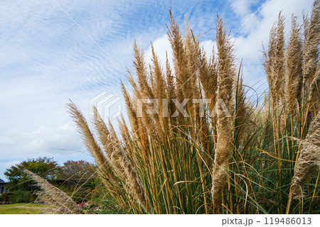 大きな花穂のパンパスグラス 119486013