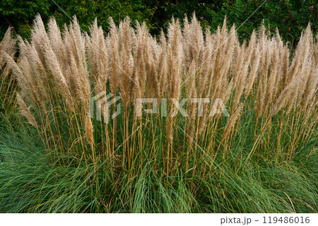 大きな花穂のパンパスグラス 119486016