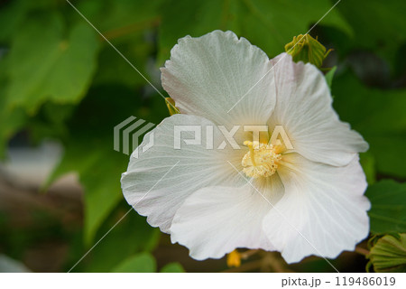 白い芙蓉の花 119486019