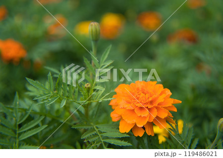 マリーゴールド マリーゴールド 119486021