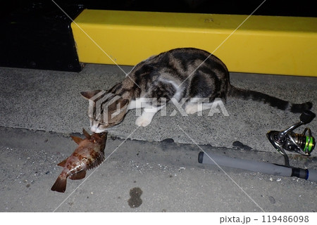 夜釣りに釣れたメバルを奪って食べようとする猫 夜釣りに釣れたメバルを奪って食べようとする猫 119486098