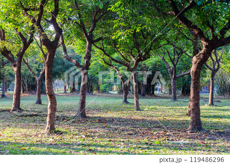 Sunny view of the landscape of Daan Forest Park 119486296