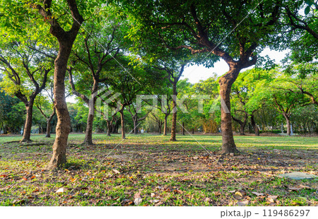 Sunny view of the landscape of Daan Forest Park 119486297