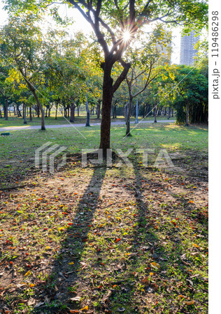 Sunny view of the landscape of Daan Forest Park 119486298