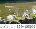 Sunny view of bird in Daan Forest Park 119486309