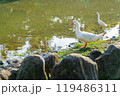 Sunny view of bird in Daan Forest Park 119486311