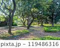 Sunny view of the landscape of Daan Forest Park 119486316