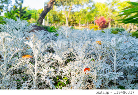 Sunny view of the landscape of Daan Forest Park 119486317