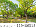 Sunny view of the landscape of Daan Forest Park 119486318
