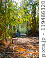 Sunny view of the landscape of Daan Forest Park 119486320