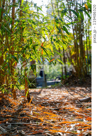Sunny view of the landscape of Daan Forest Park 119486320