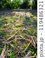Sunny view of the landscape of Daan Forest Park 119486321