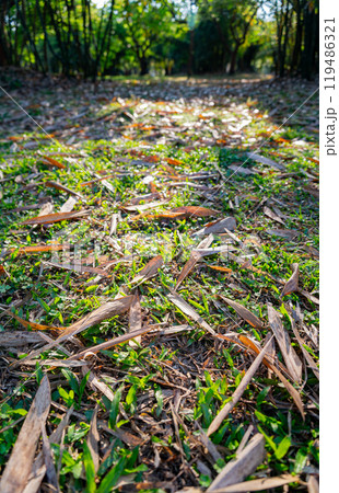 Sunny view of the landscape of Daan Forest Park 119486321